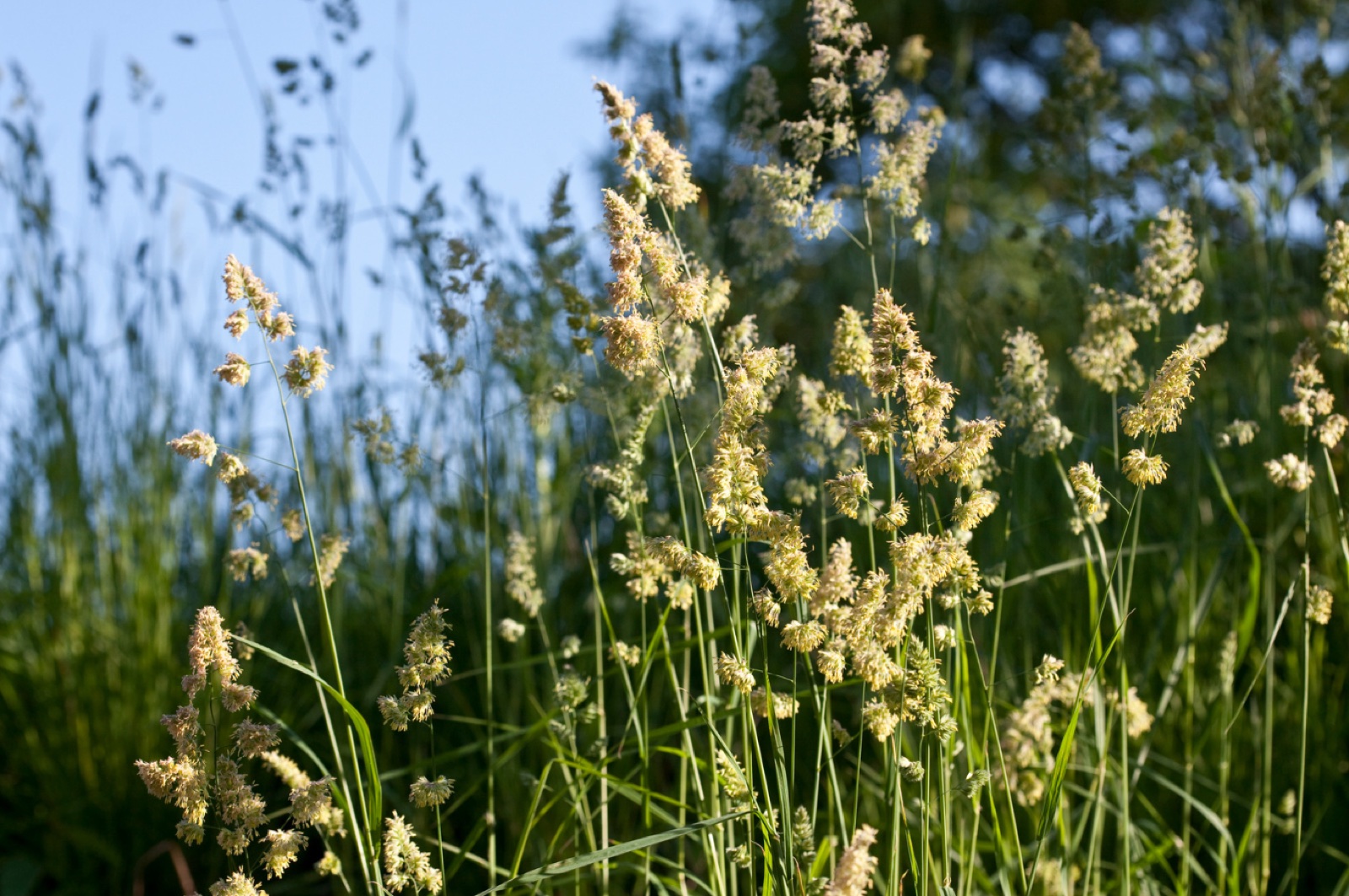 Grass pollen source image representing aeroallergen education.